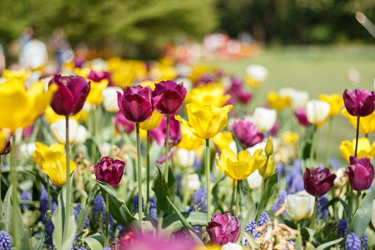 tulips  spring  nature free photo