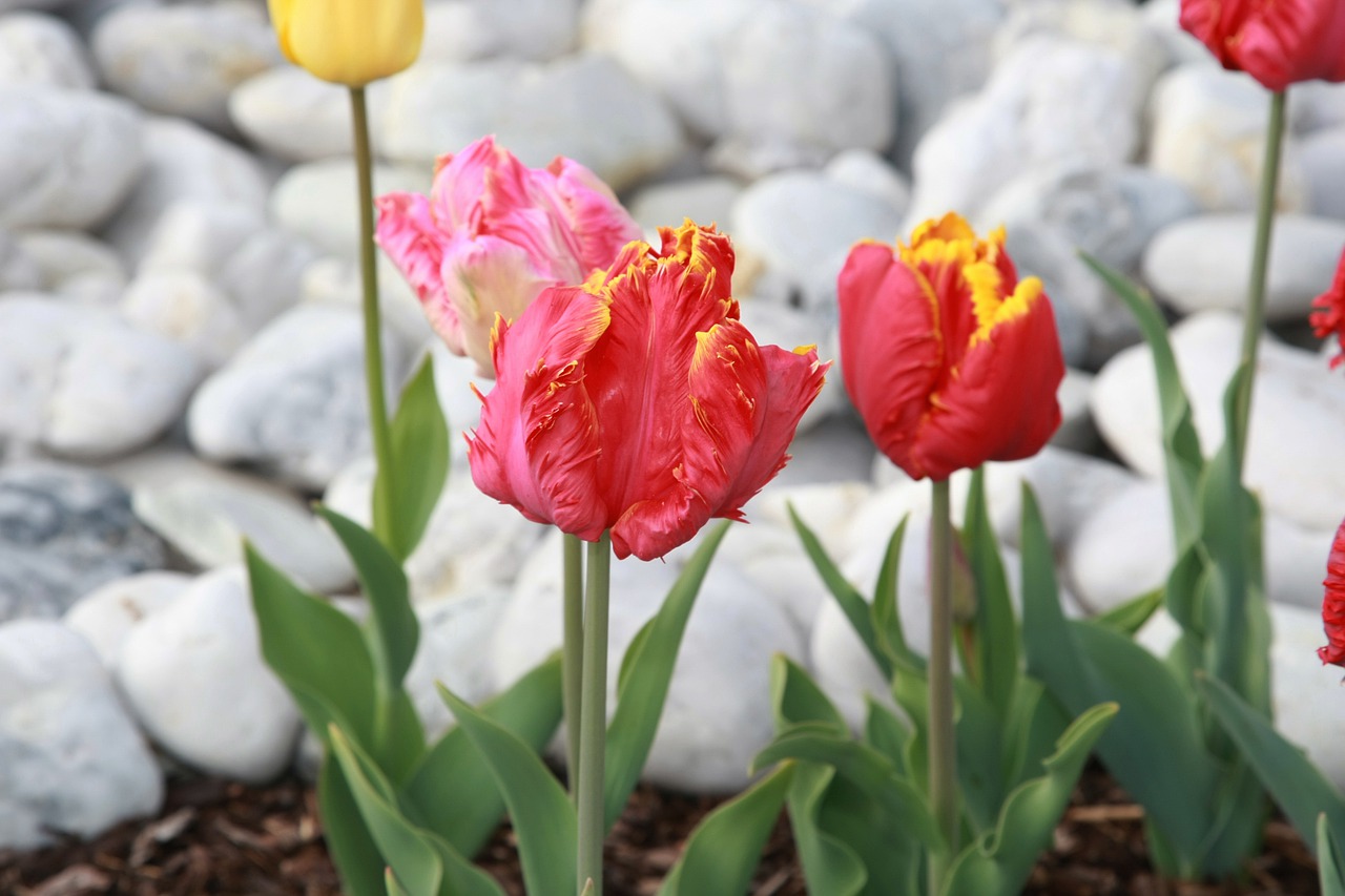 tulips  spring  spring flowers free photo