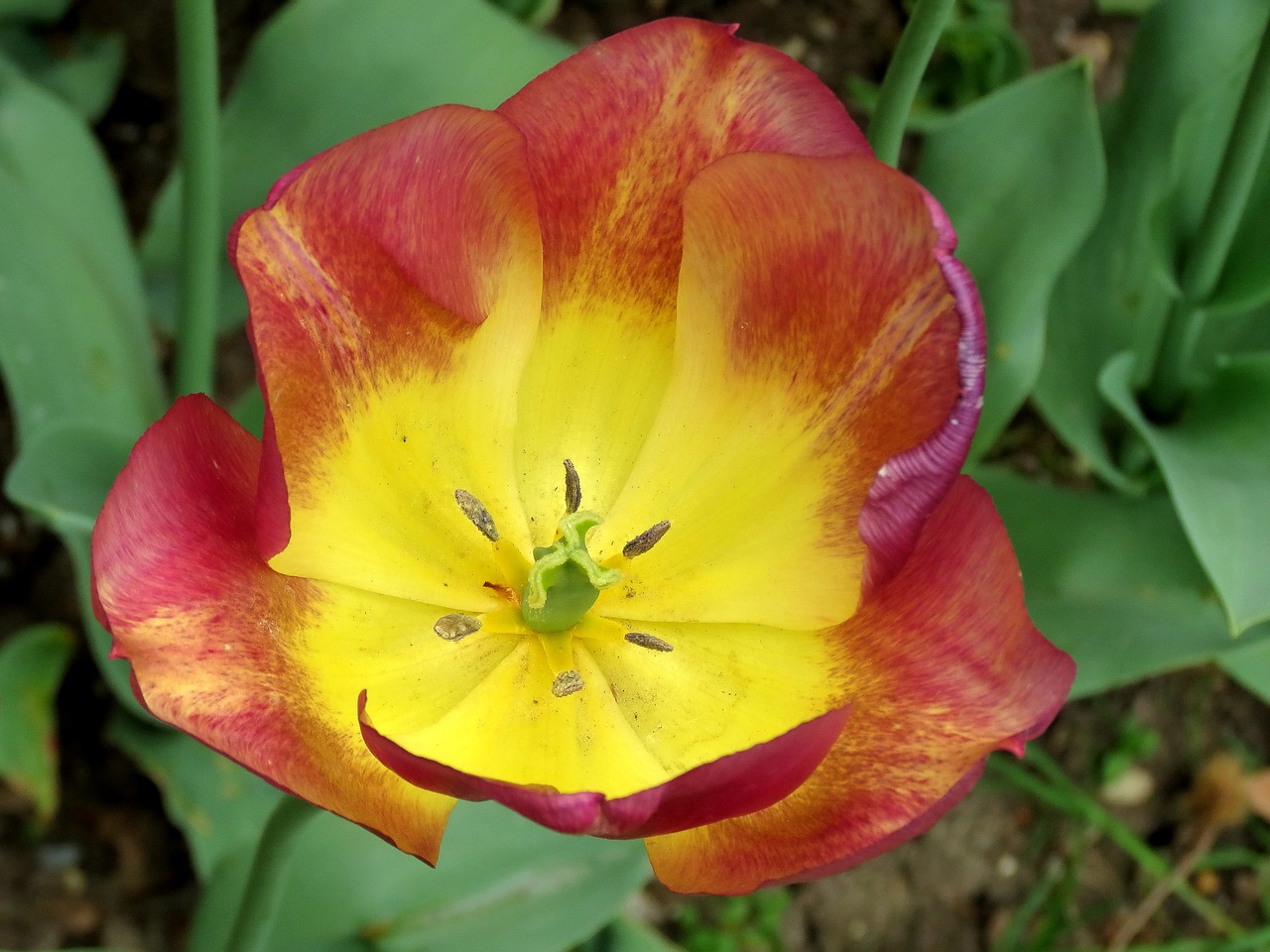 tulips  parrot  bright free photo