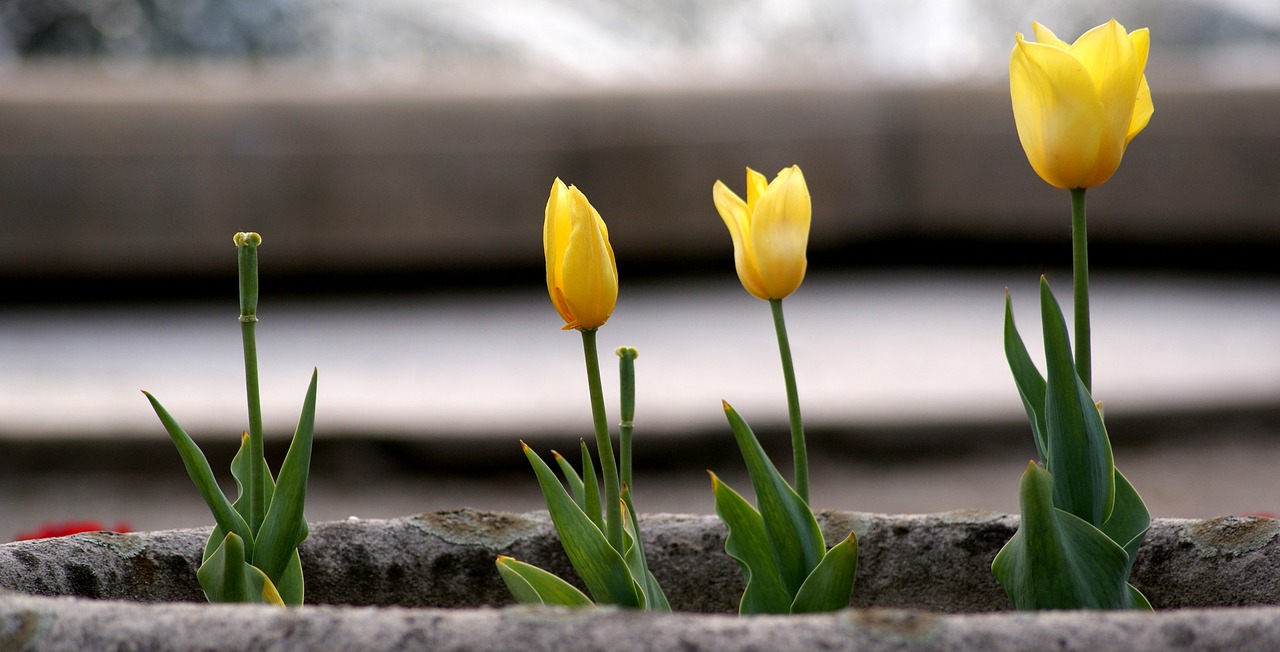 tulips floral plants free photo