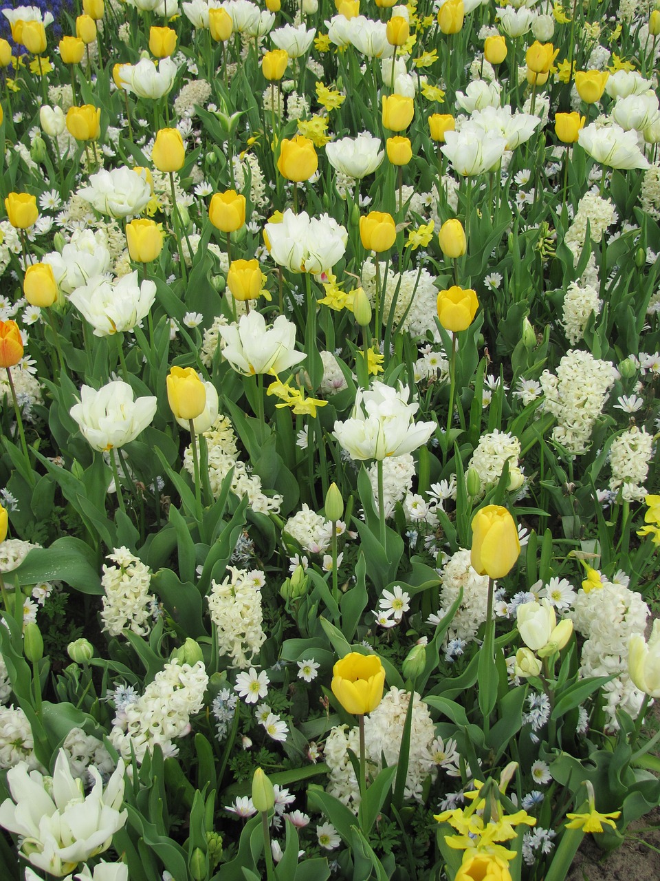 tulips flowers meadow free photo