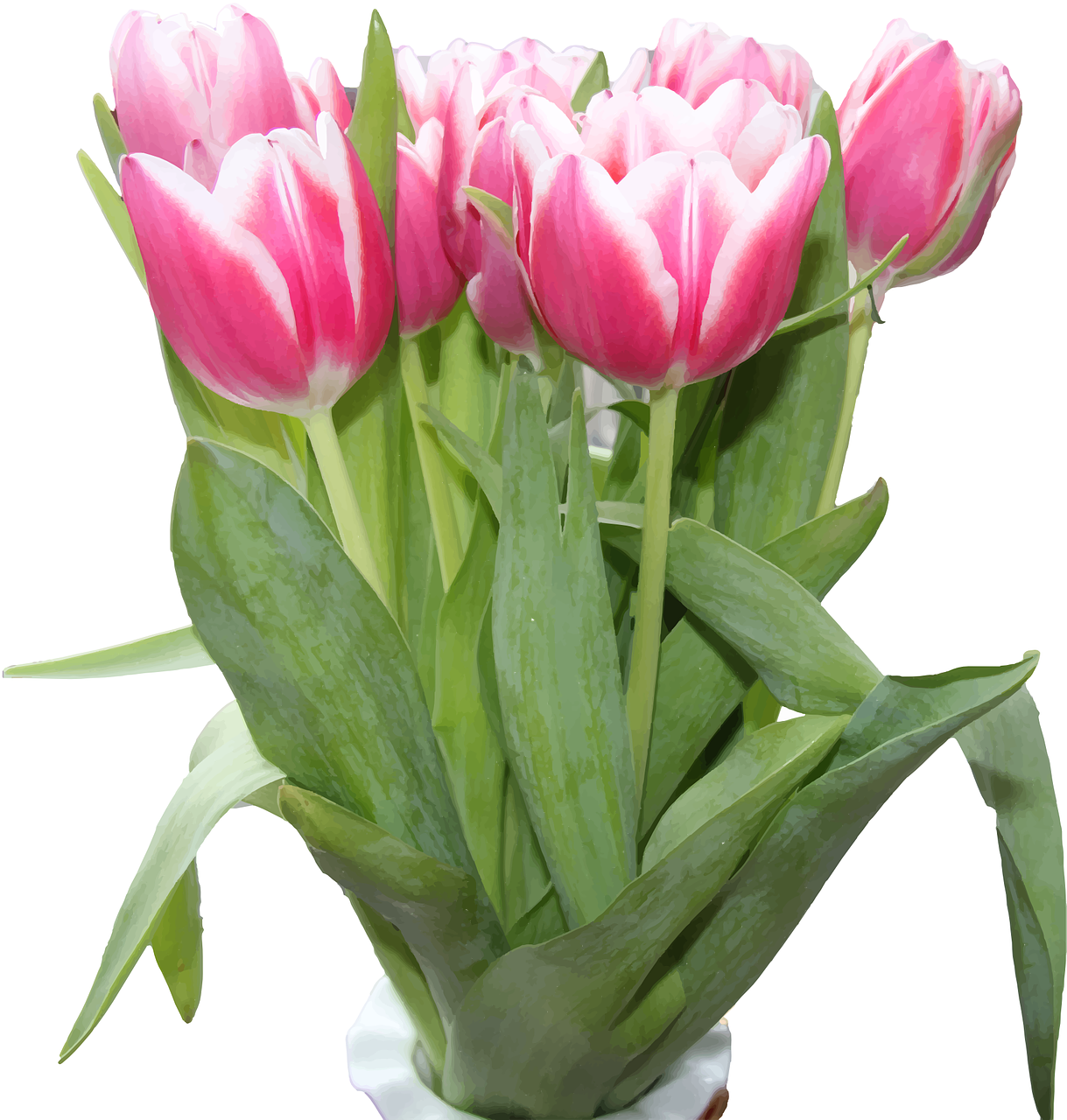 tulips flowers pink free photo