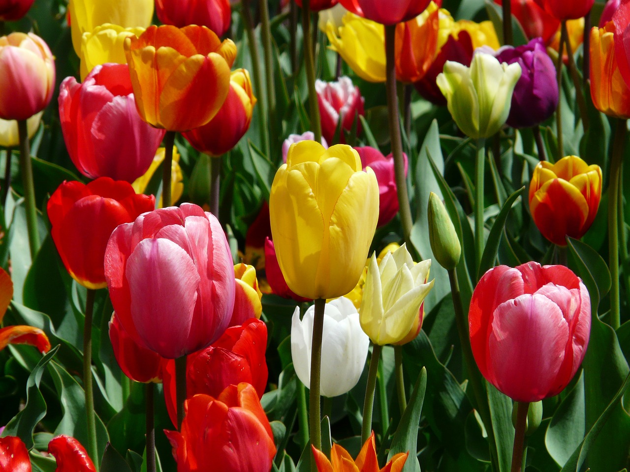 tulips tulpenbluete flowers free photo