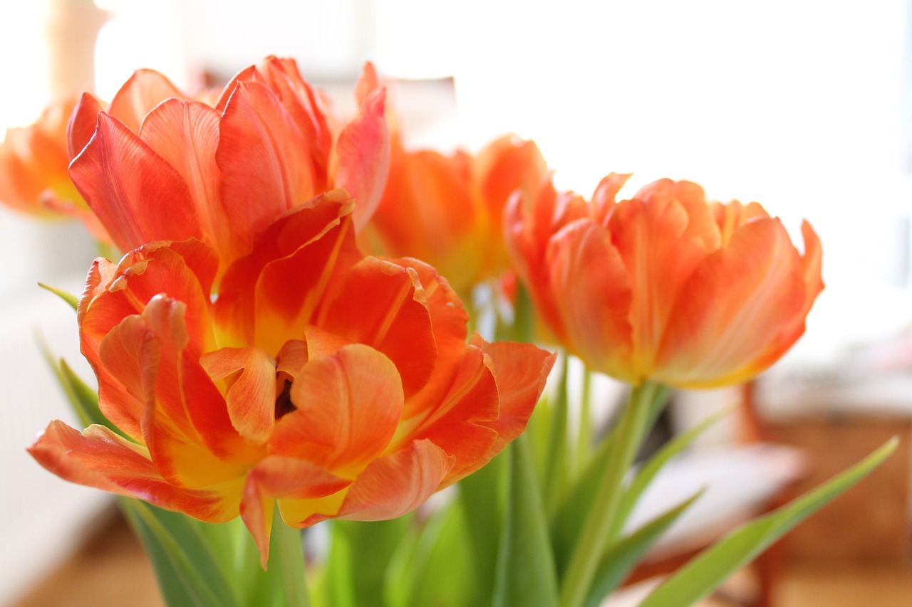 tulips orange wilting free photo