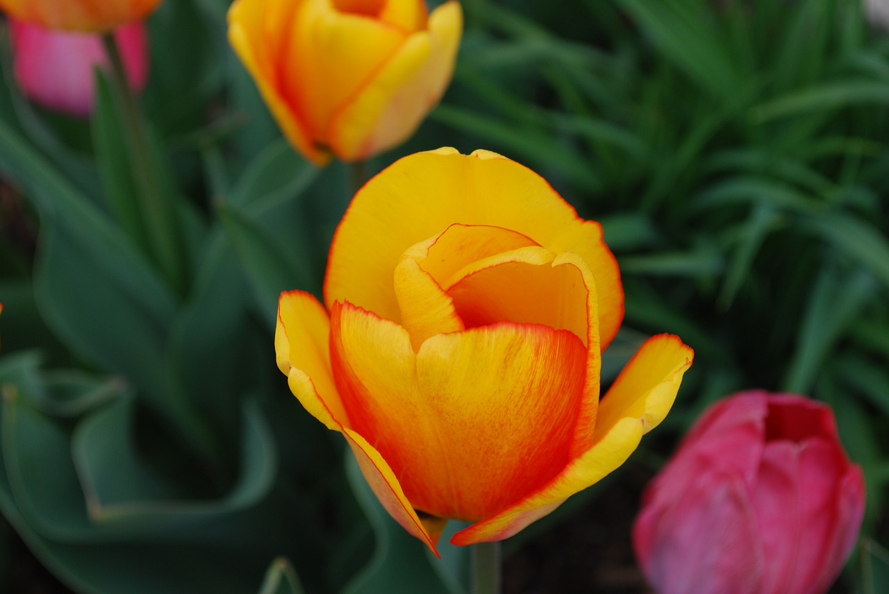 tulips orange spring free photo