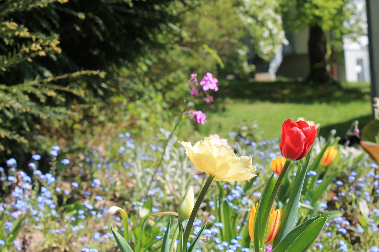 tulips summer garden free photo