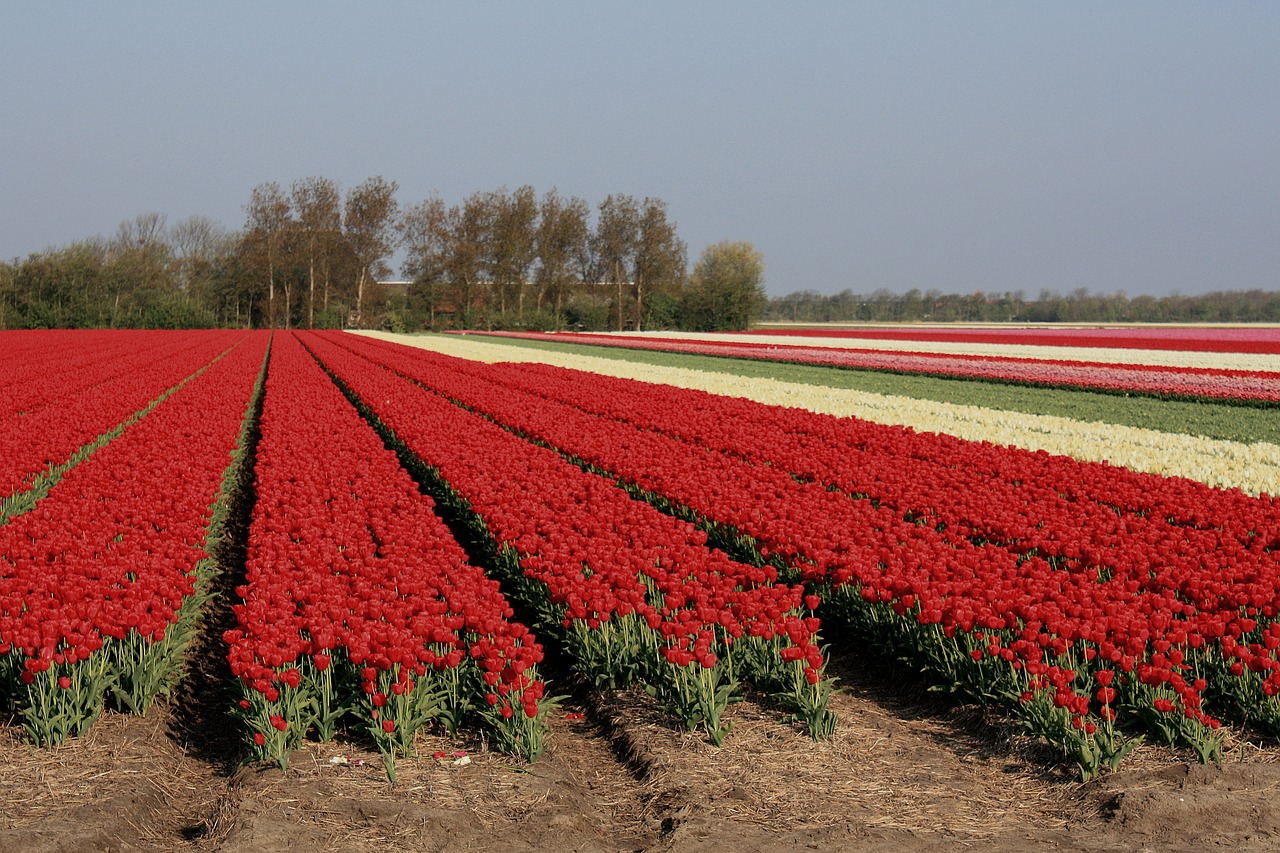 tulips nature colorful free photo