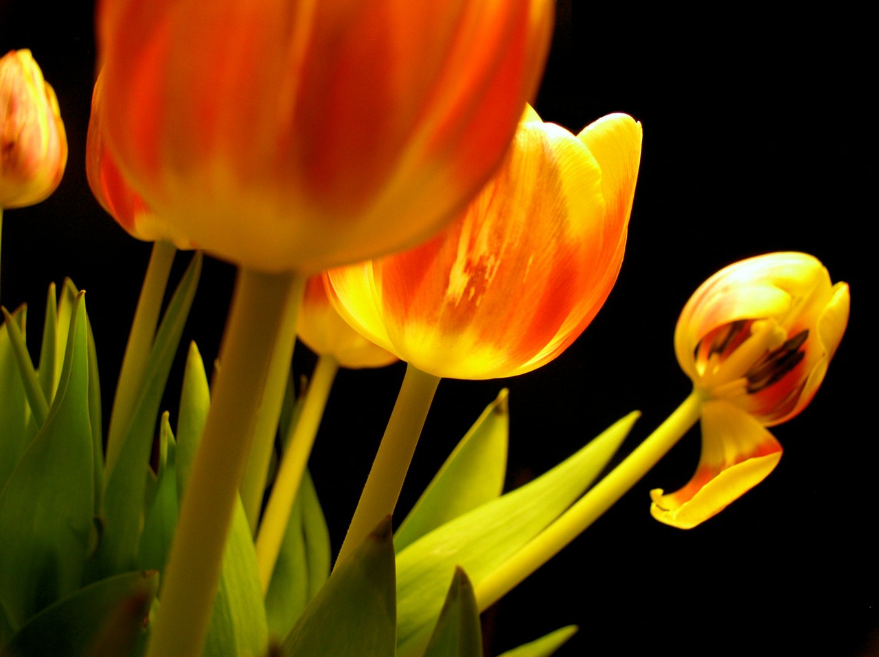 tulips flowers withered free photo
