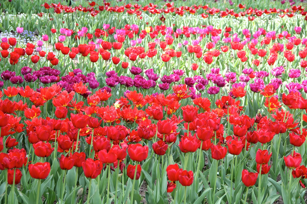 tulips flowers nature free photo