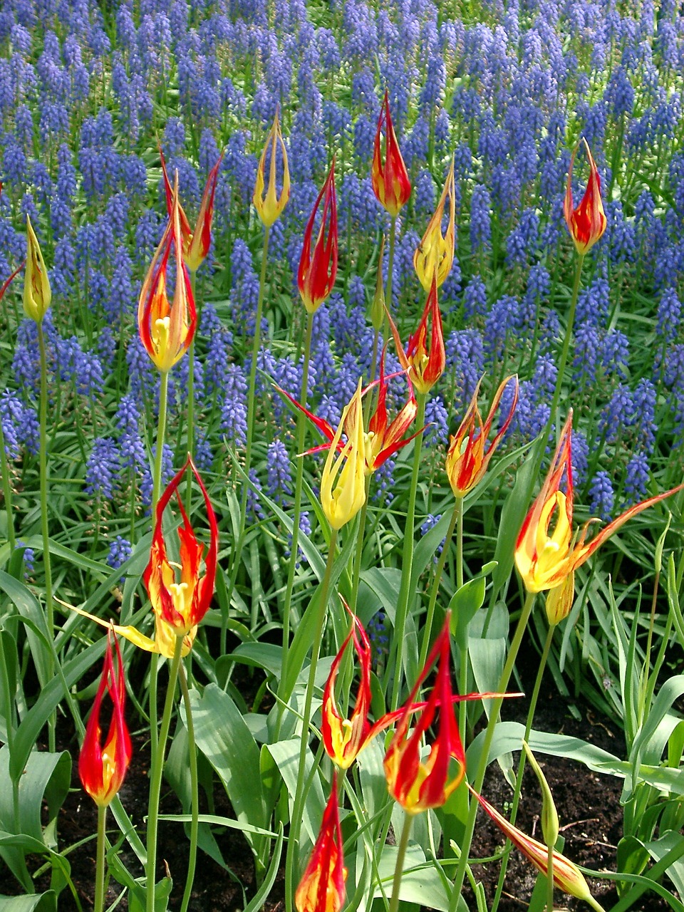 tulips colour holland free photo