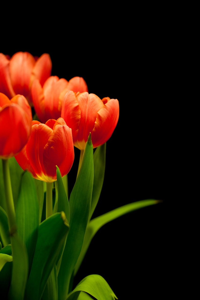 tulips tulip bouquet flowers free photo