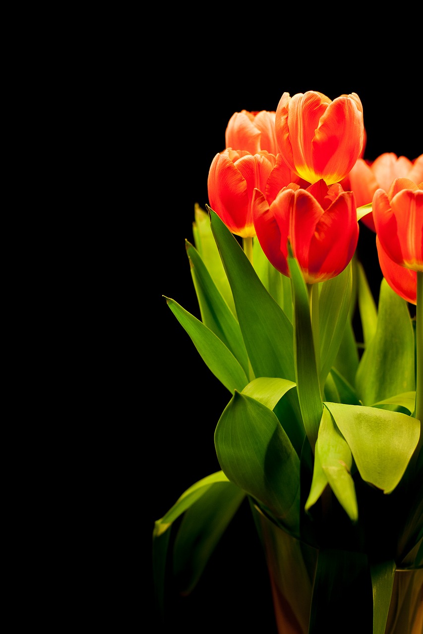 tulips tulip bouquet flowers free photo