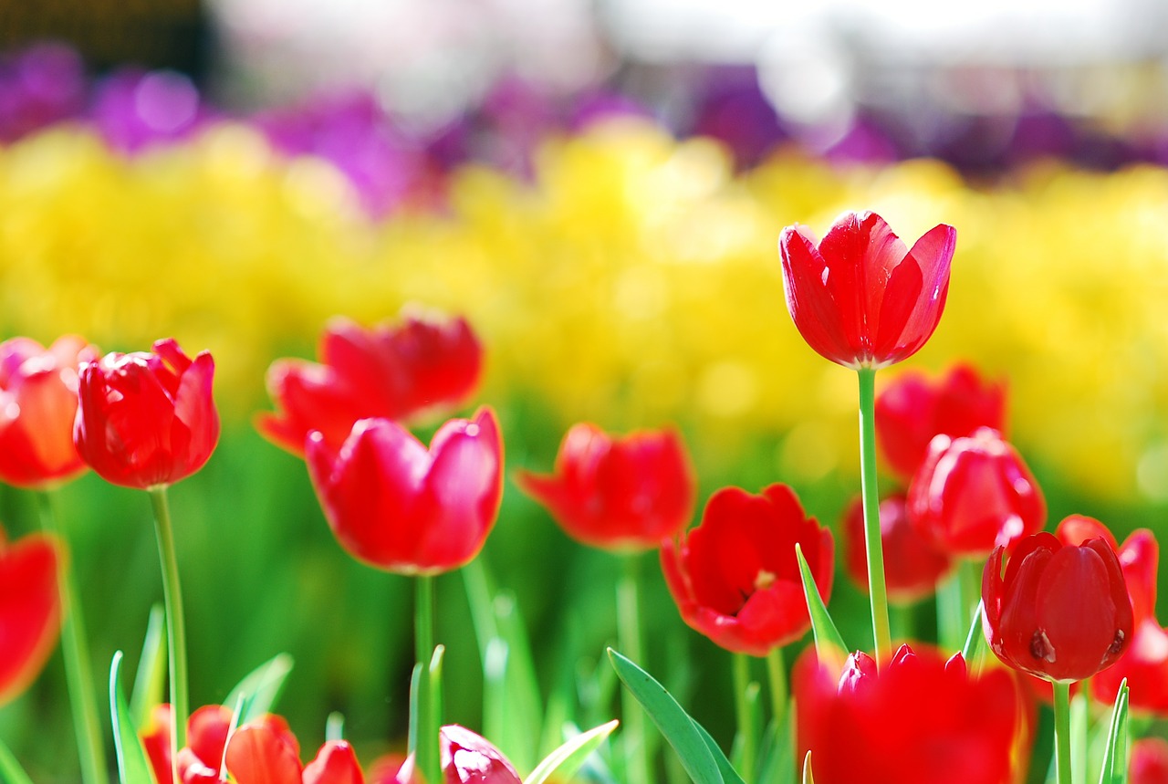 tulips red floral free photo