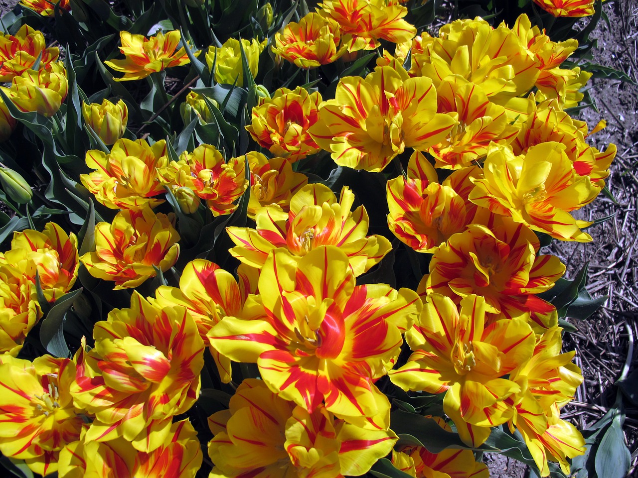 tulips flora yellow free photo