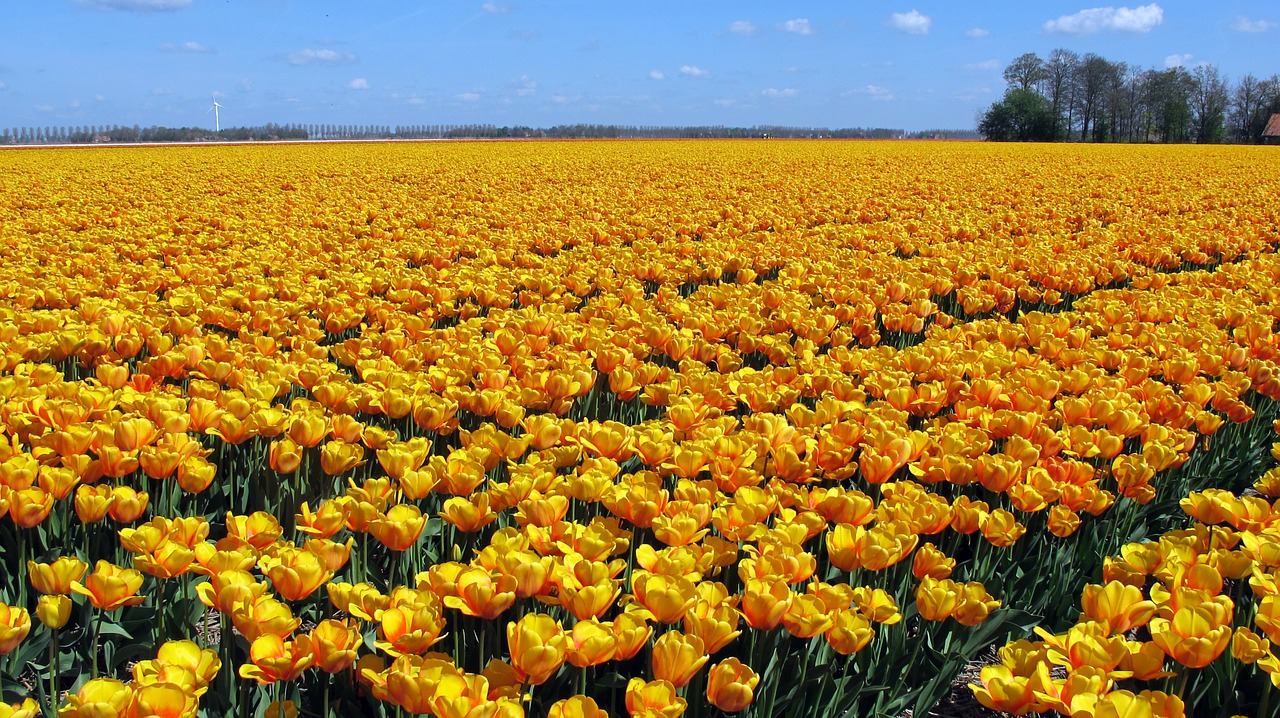 tulips holland tulip field free photo