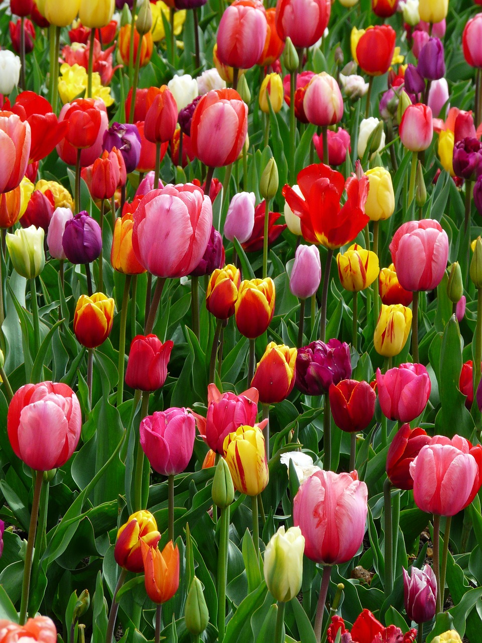 tulips tulip bed free photo