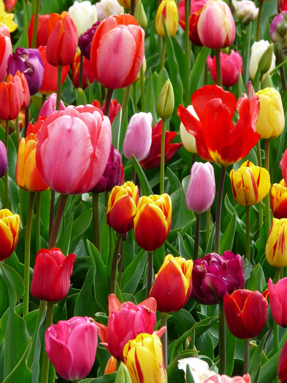tulips tulip bed free photo