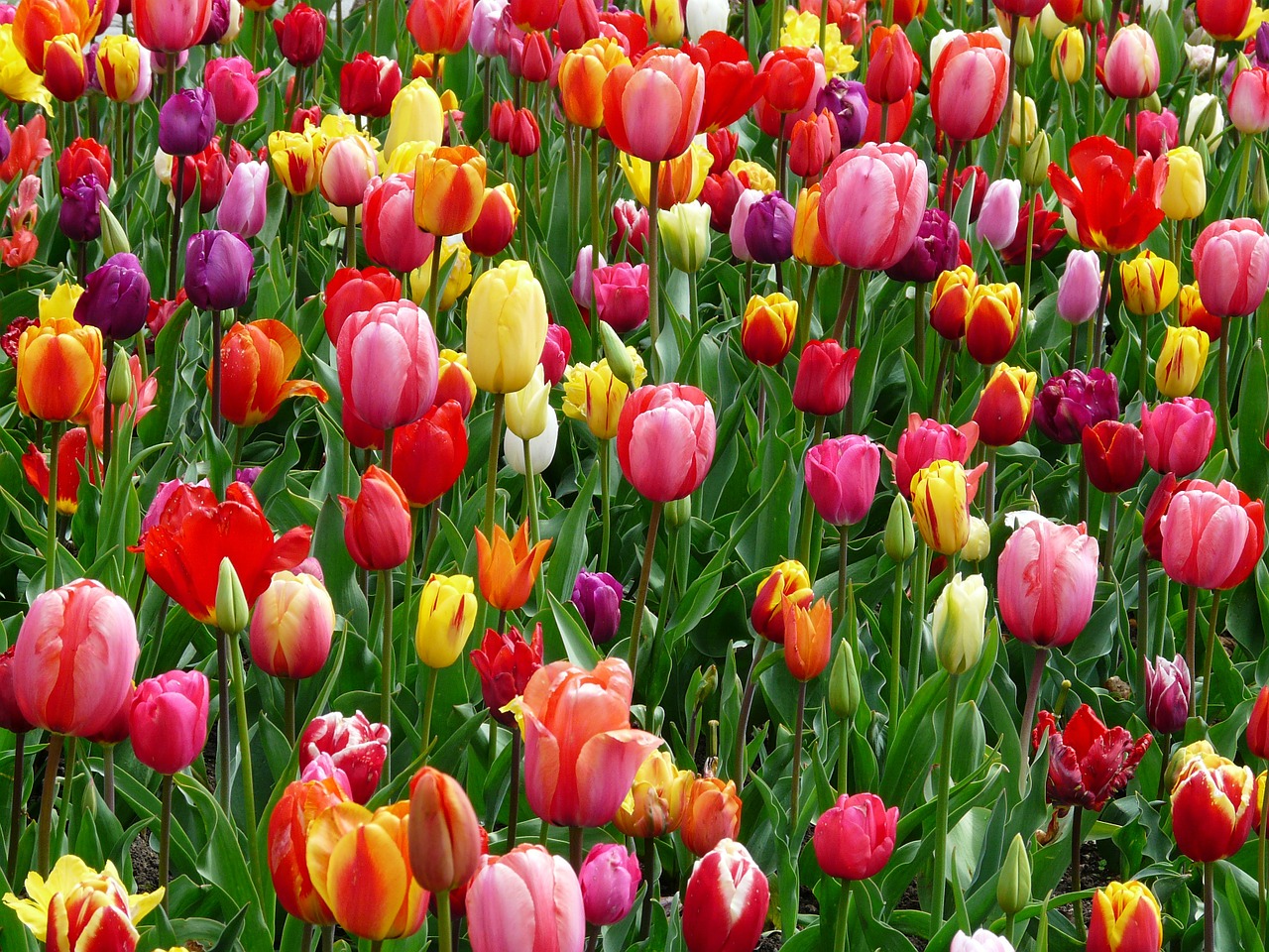 tulips flowers flower abundance free photo