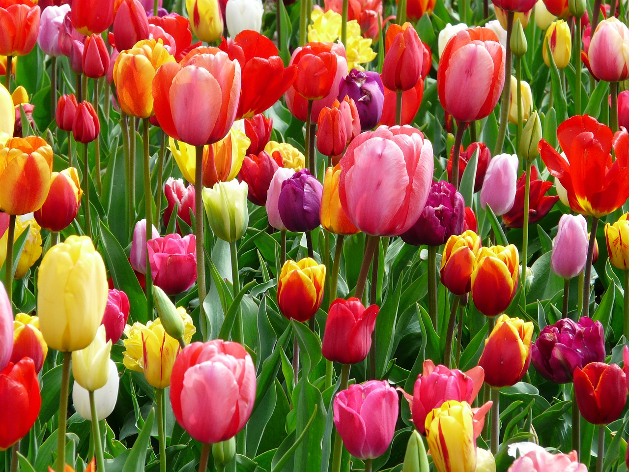 tulips tulip bed free photo