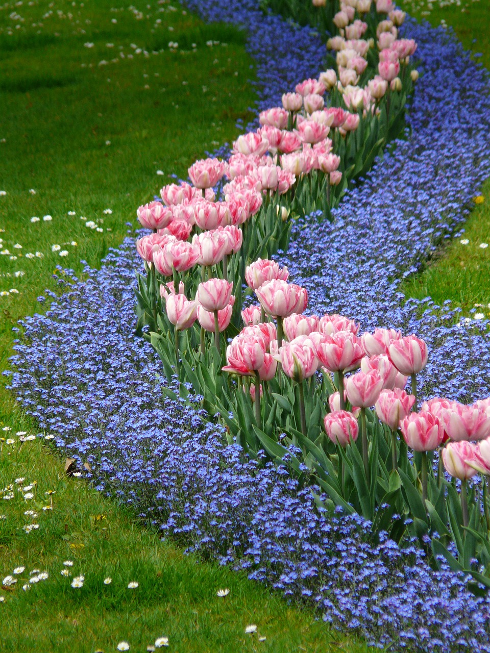 tulips bed pink free photo