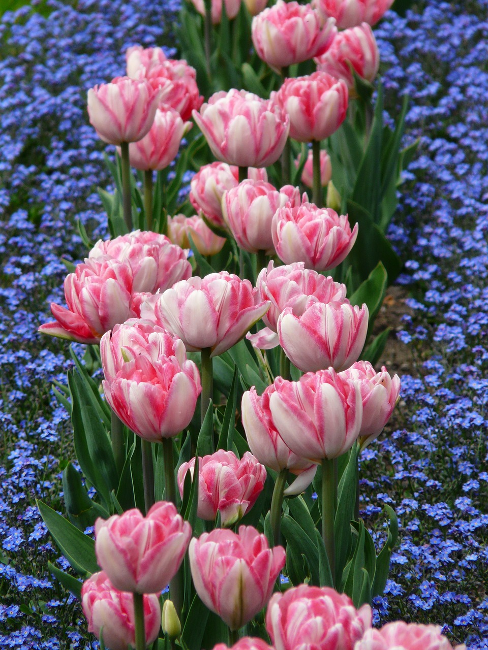 tulips bed pink free photo