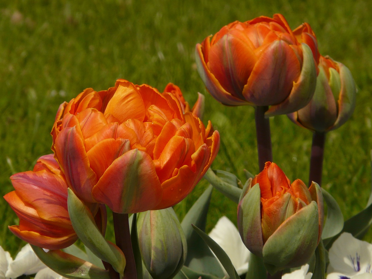 tulips filled garden free photo