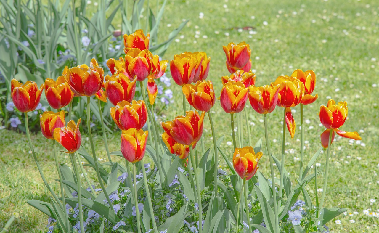 tulips meadow bed free photo