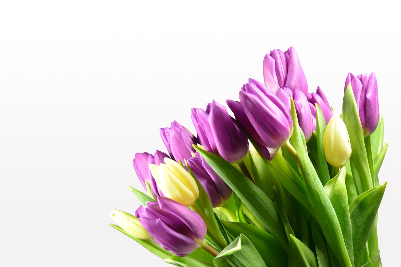 tulips tulip bouquet flowers free photo