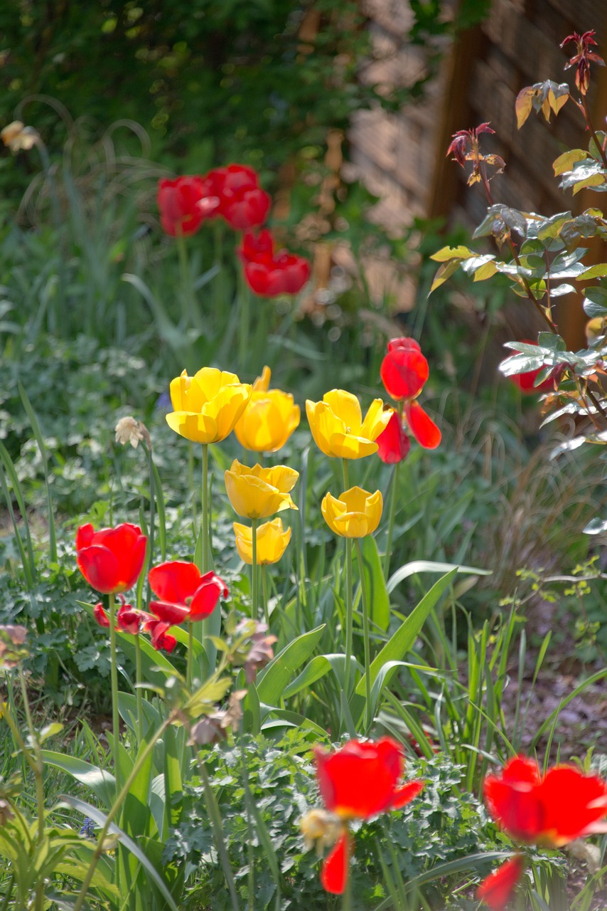 tulips meadow bed free photo