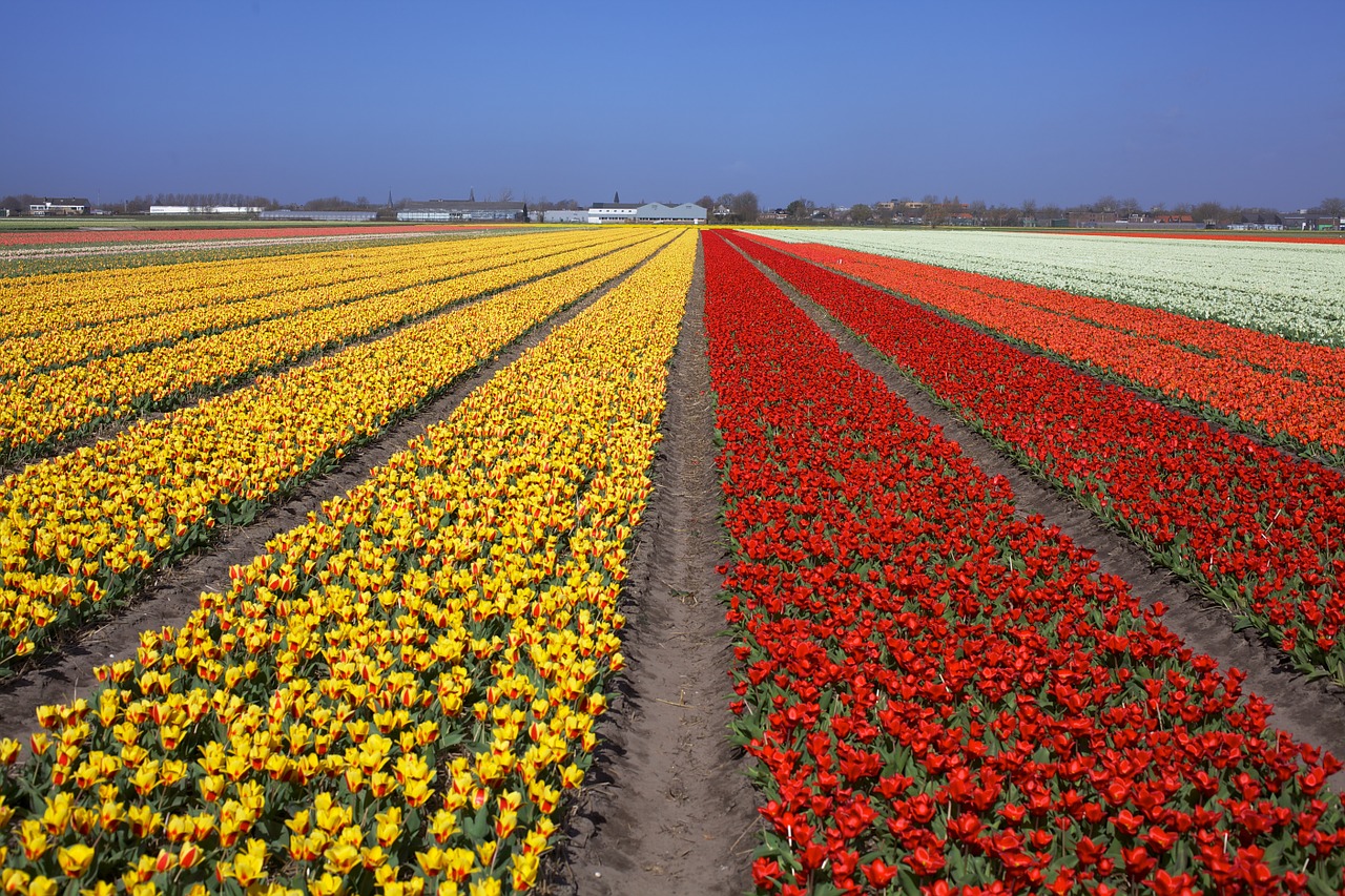 tulips flower field holland free photo