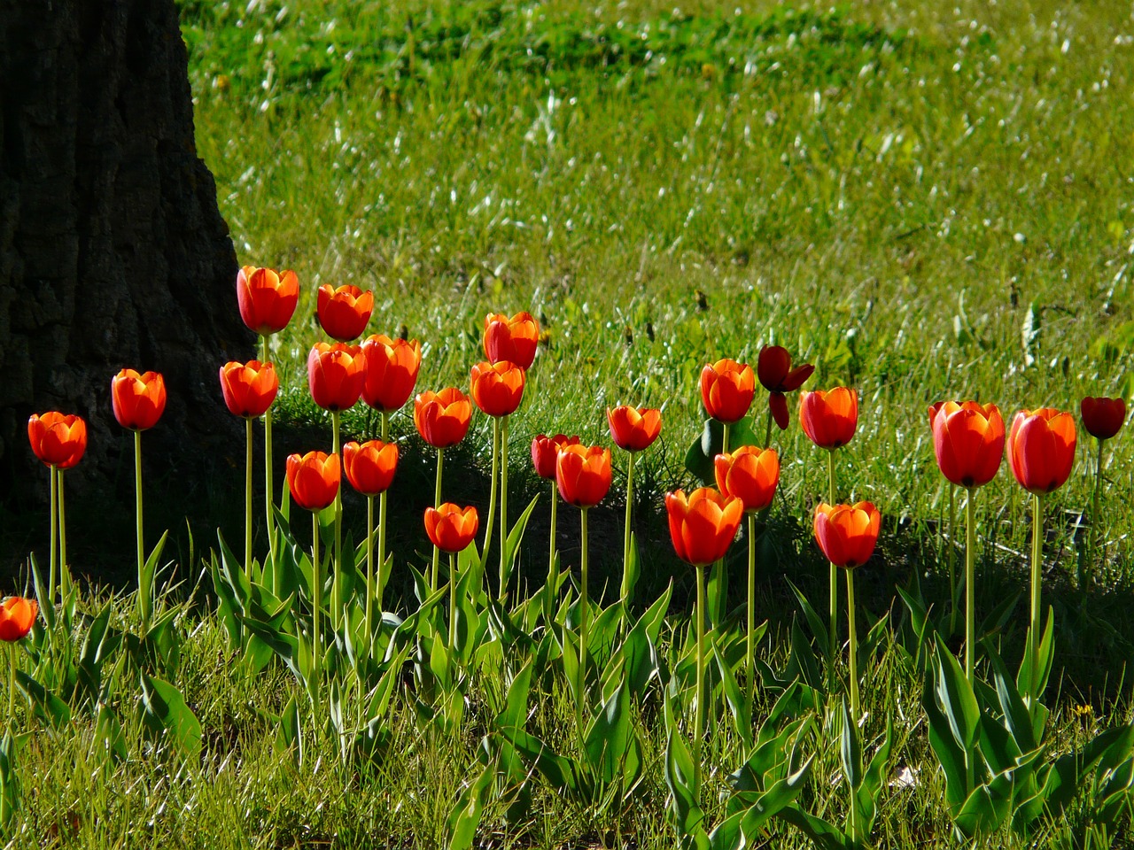 tulips red back light free photo