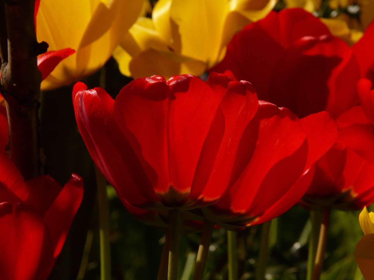 tulips red yellow free photo