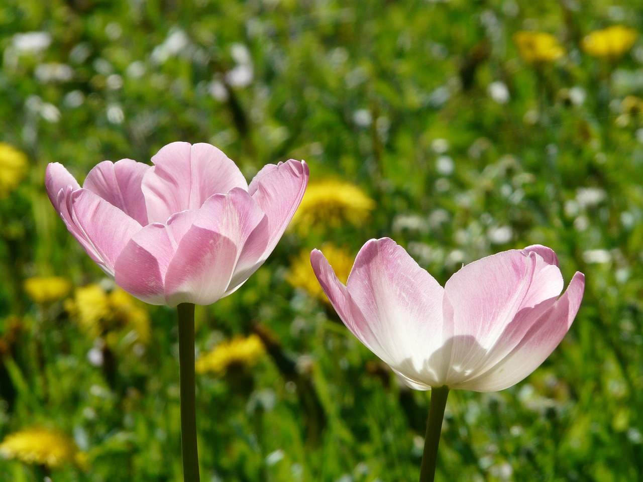 tulips pink white free photo