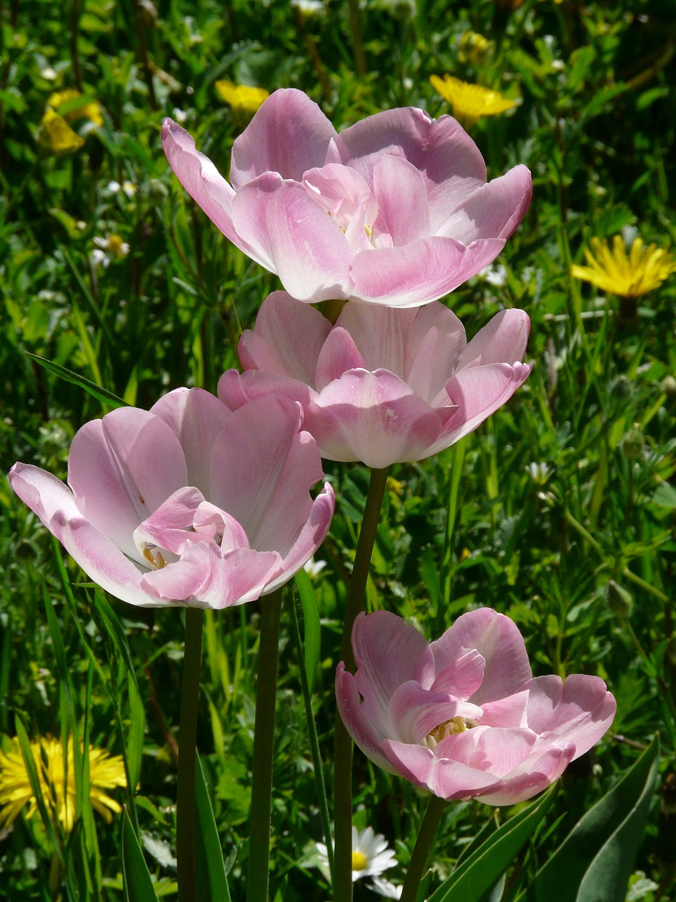 tulips pink white free photo
