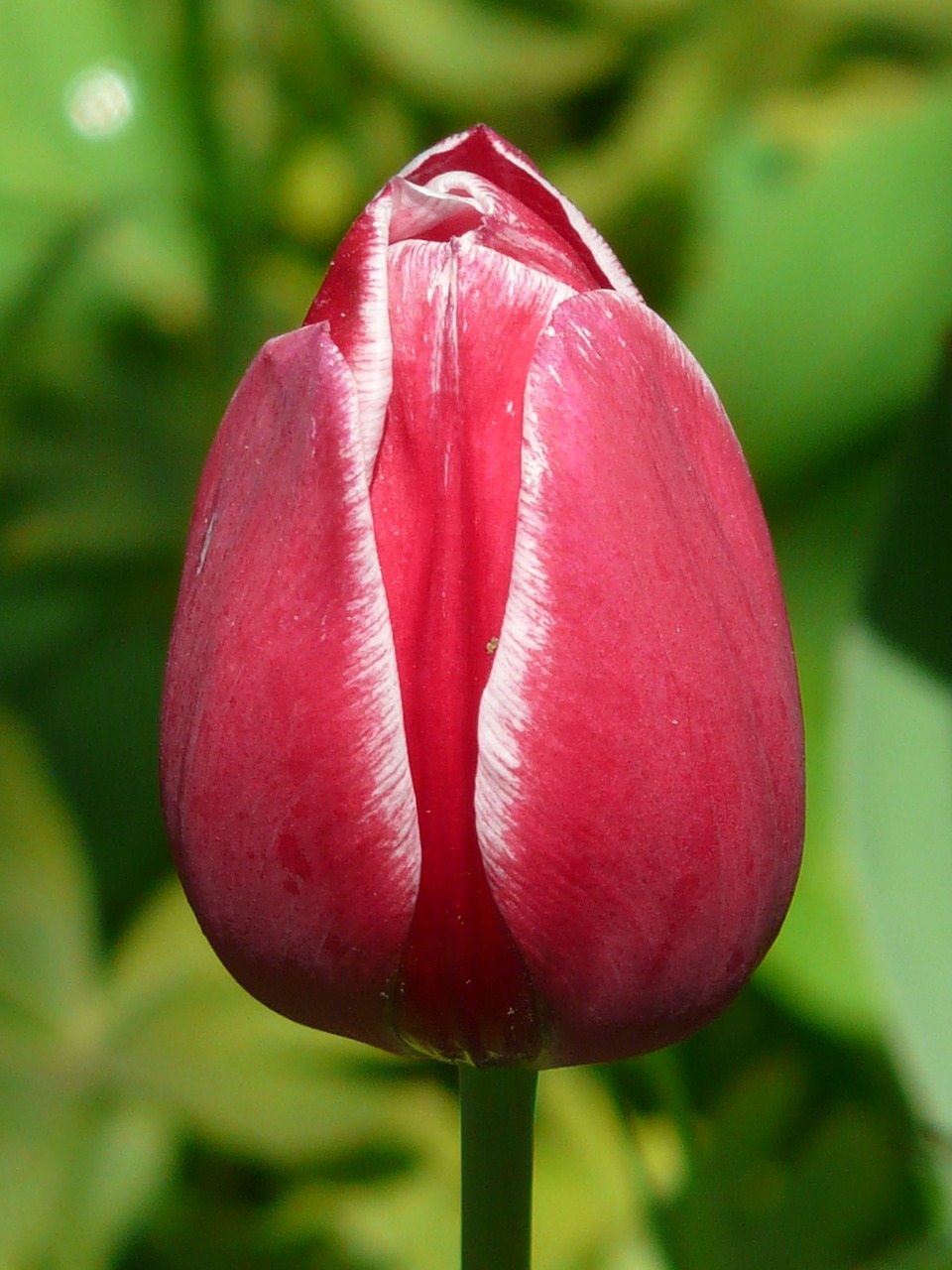 tulips red white free photo