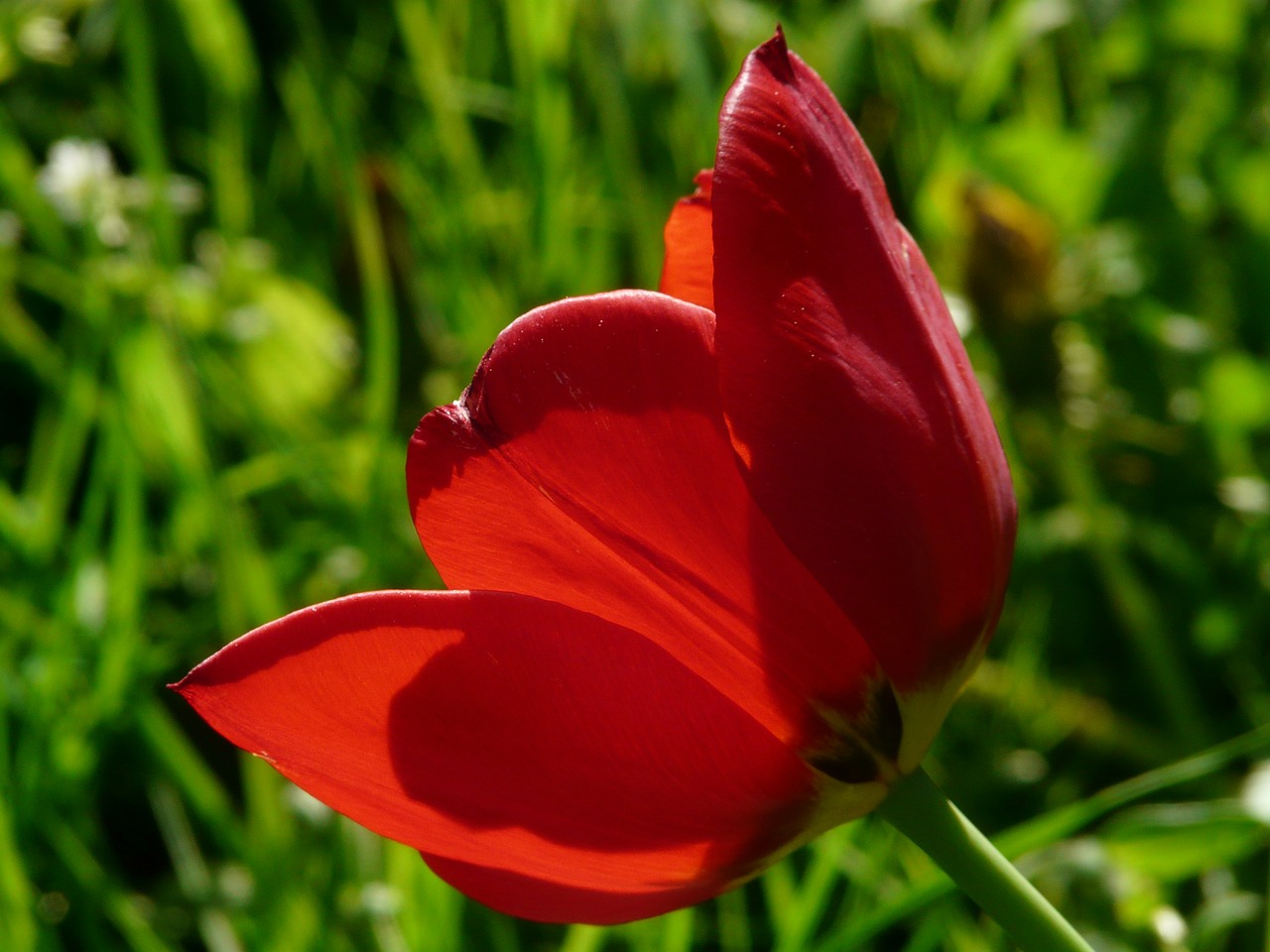 tulips red back light free photo