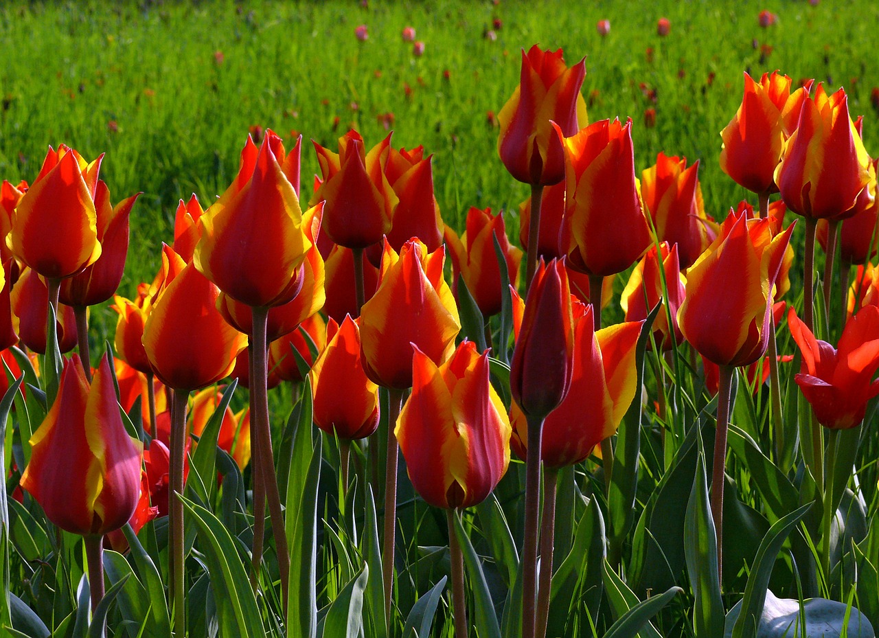 tulips red green free photo