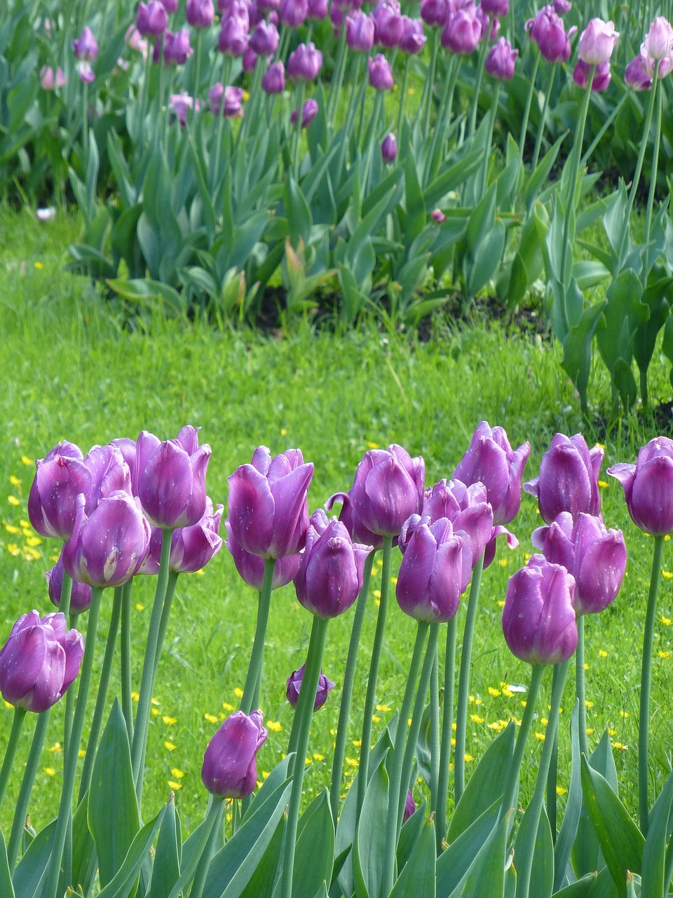 tulips flowers nature free photo