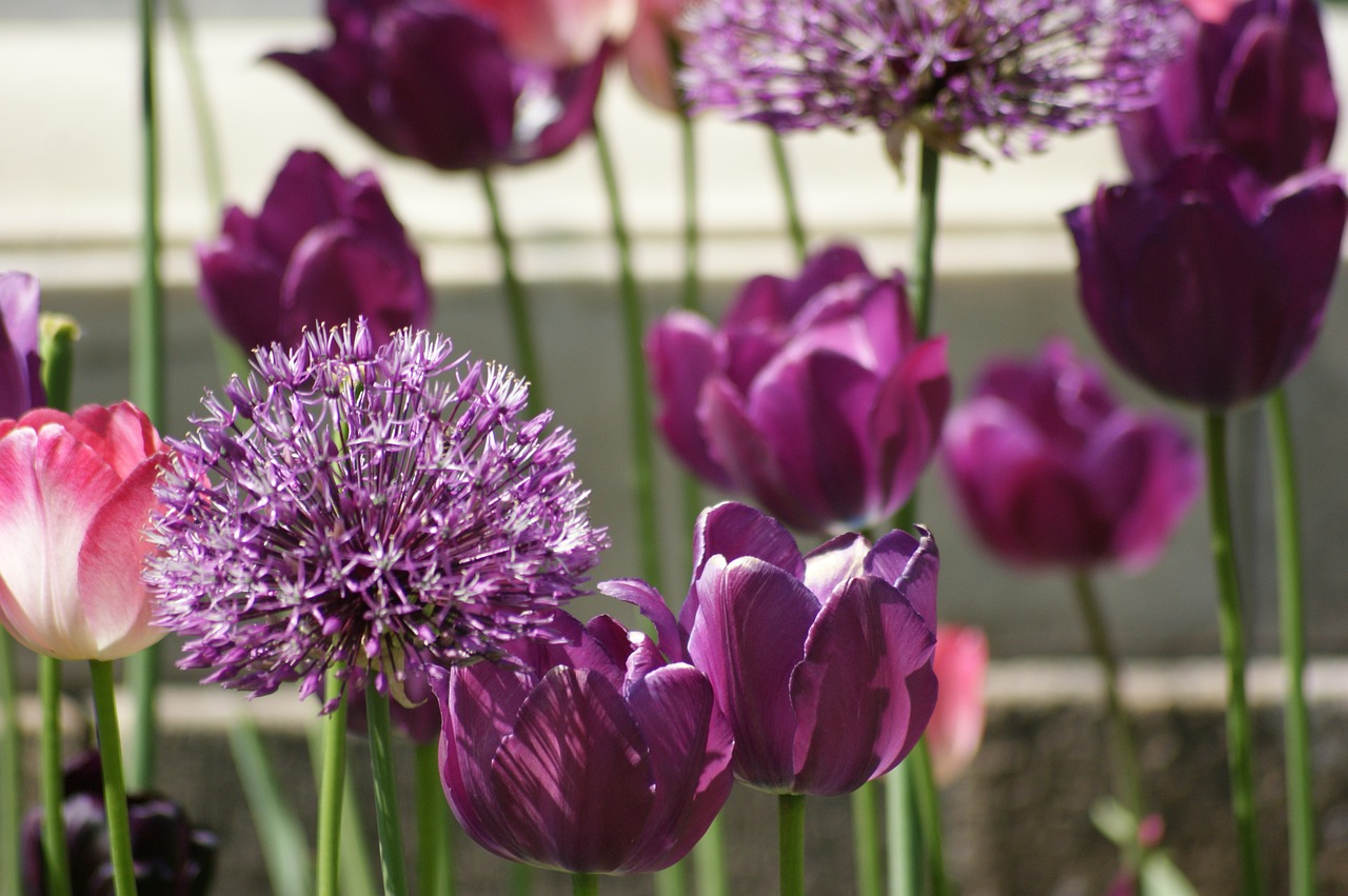 tulips purple violet free photo