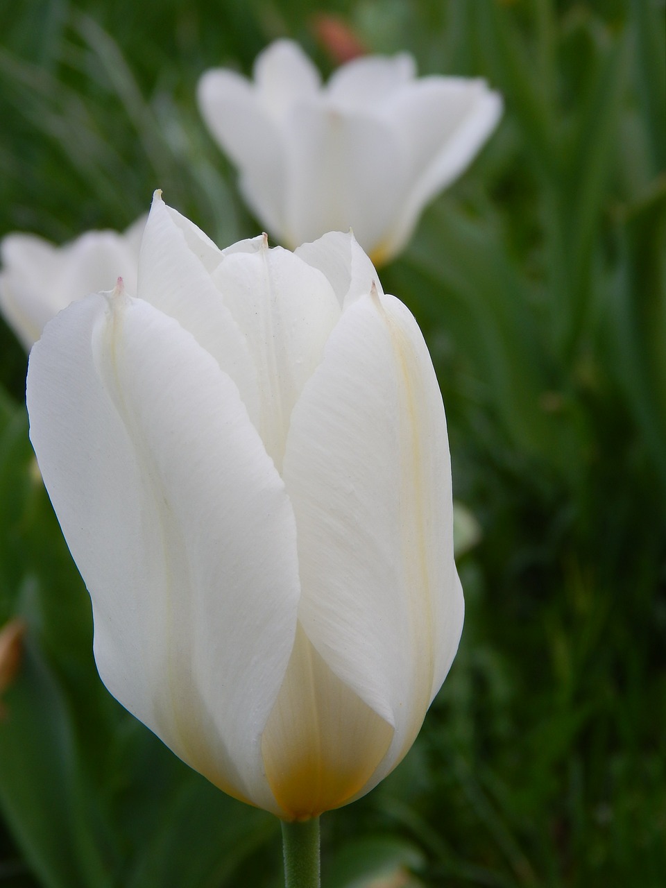 tulips white flowers free photo