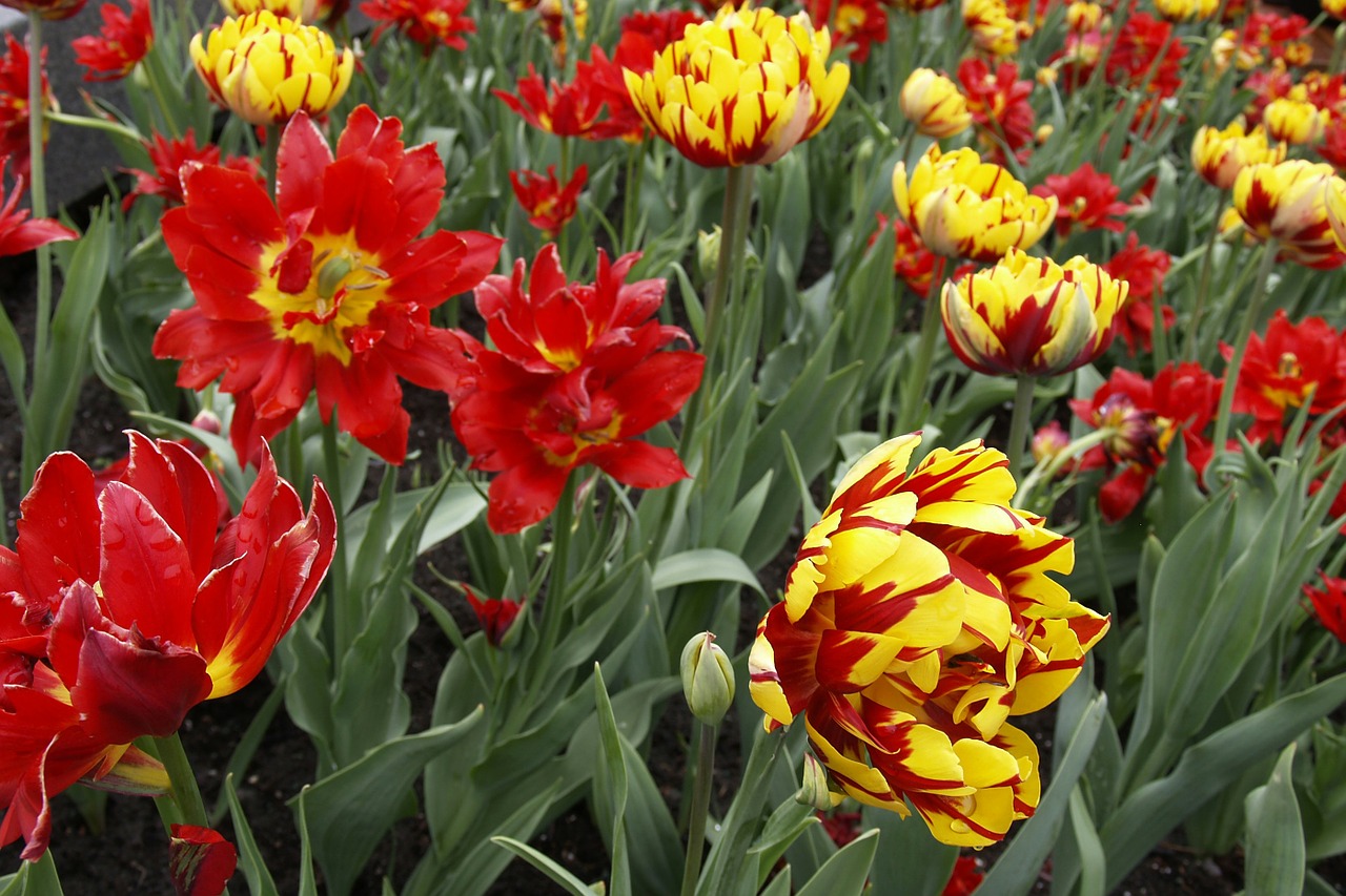 tulips gerber daisy flowers free photo