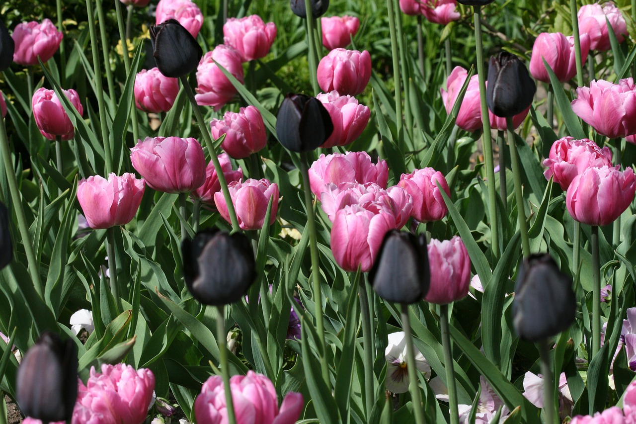 tulips black pink free photo