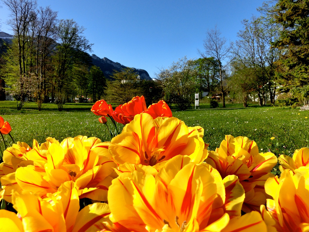 tulips flowers foreground free photo