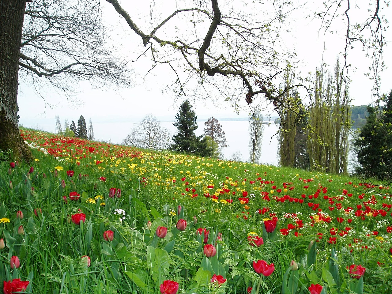 tulips meadow flowers free photo