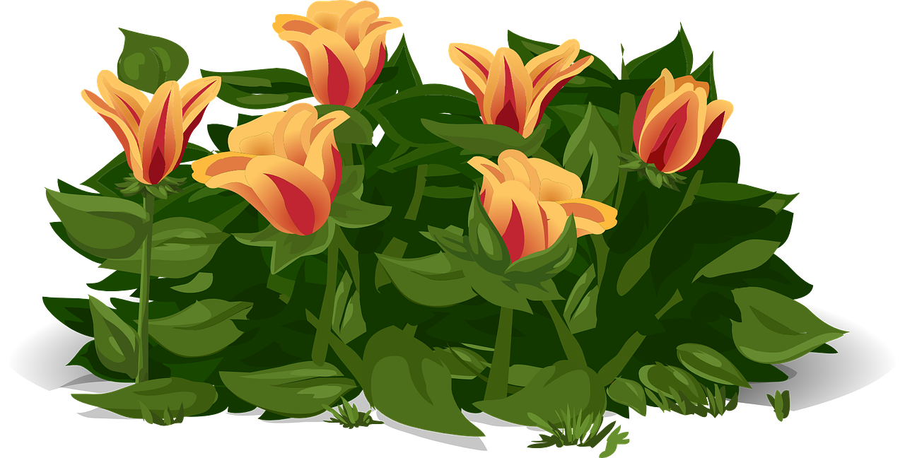 tulips flowers plants free photo