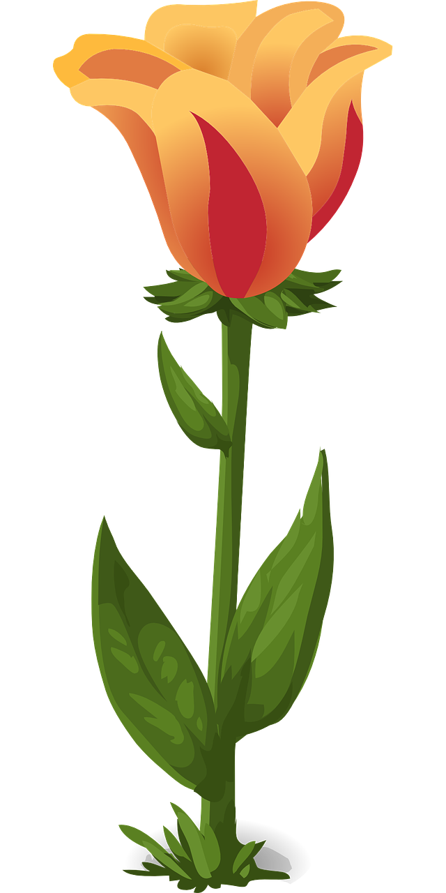 tulips plants flowers free photo