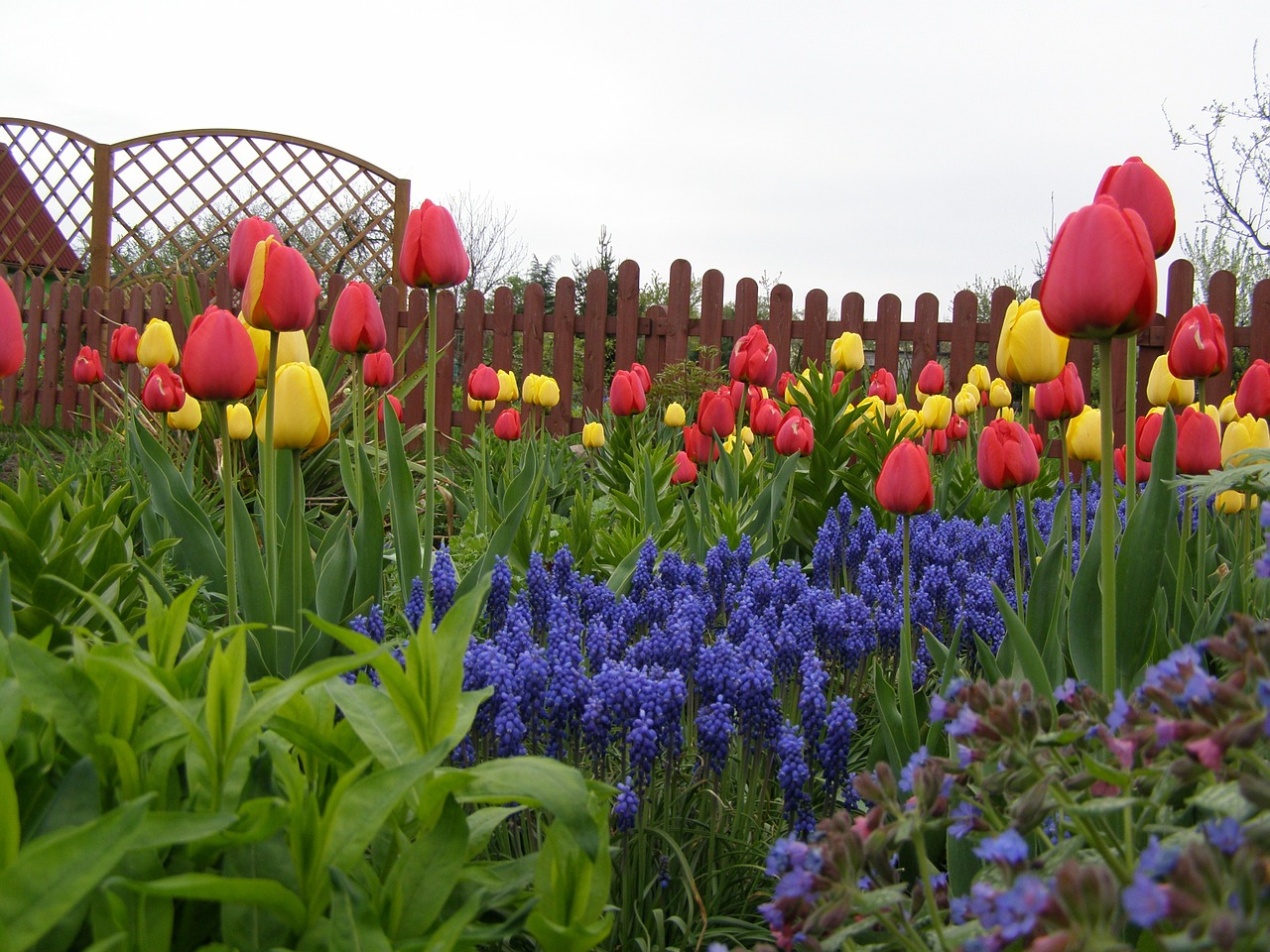 tulips garden spring free photo