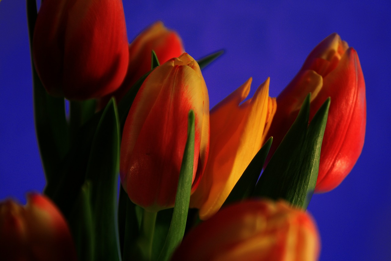 tulips red flower free photo