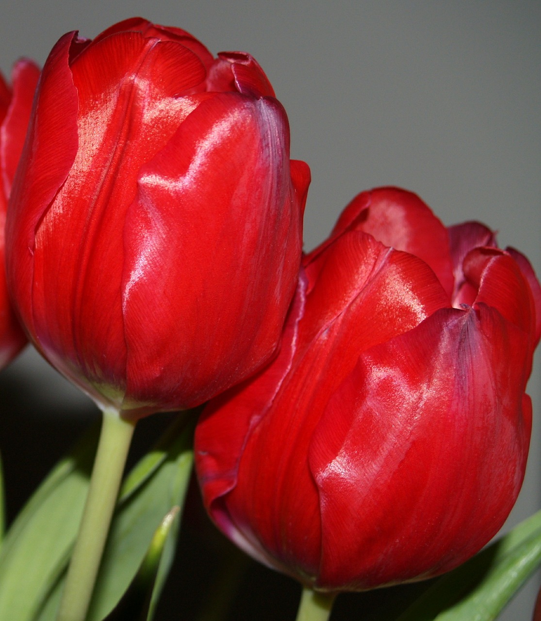 tulips red flower free photo