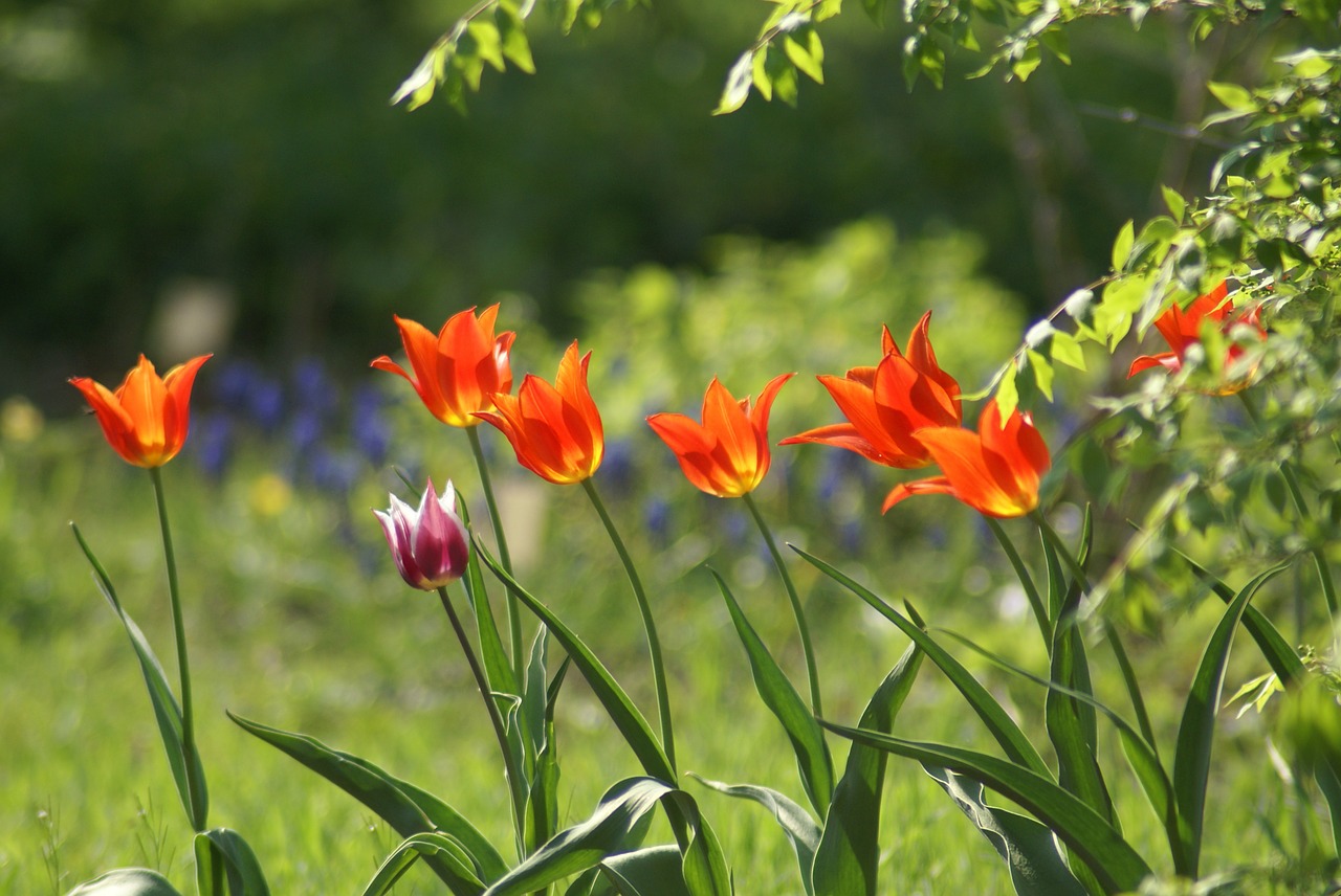 tulips flowers flower free photo